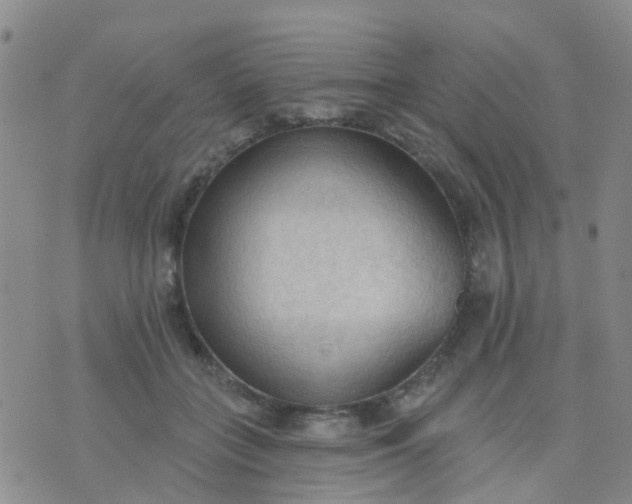 X0000074300555200609081920