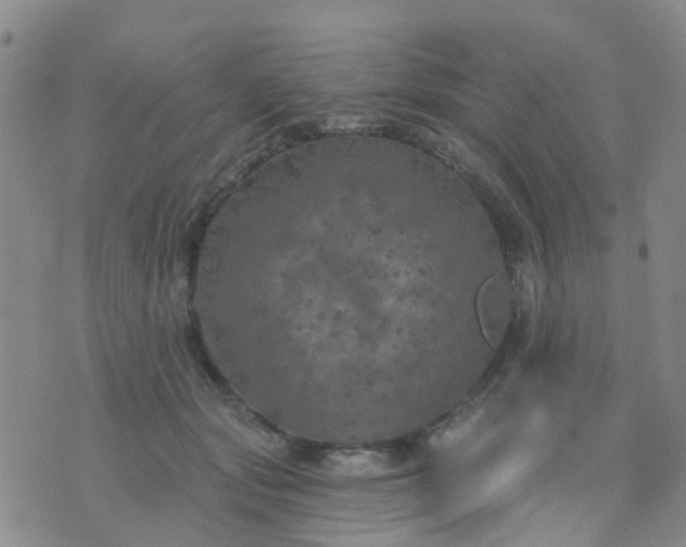 X0000074300557200609081920