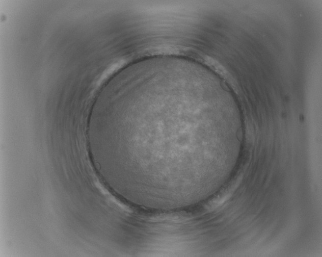 X0000074300625200609081918