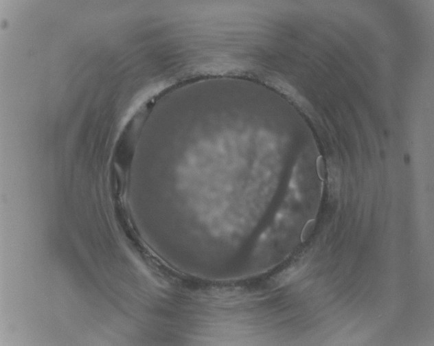 X0000074300626200609081918