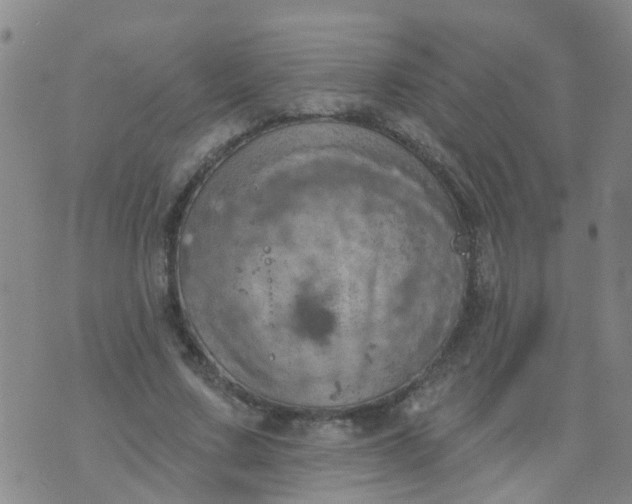 X0000074300683200609081917