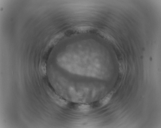 X0000074300718200609081917