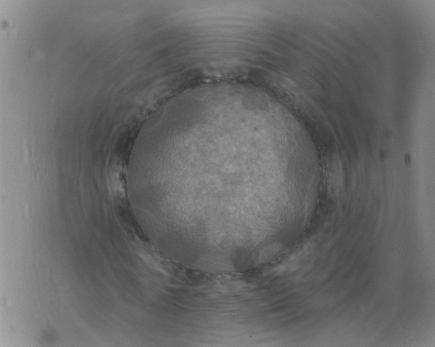 X0000074300770200609081916