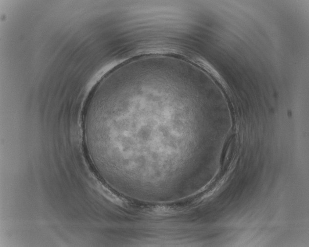 X0000074300787200609081916