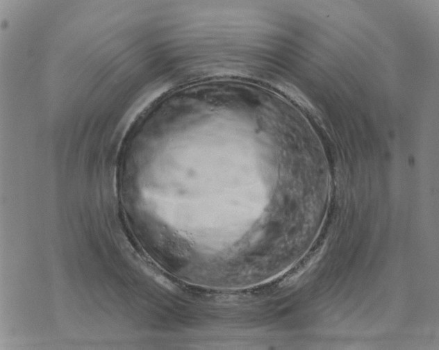 X0000074300790200609081916