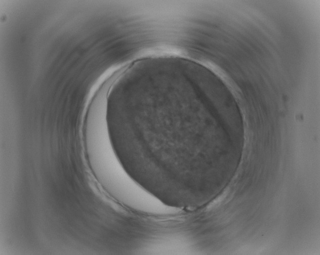 X0000074300864200609081915