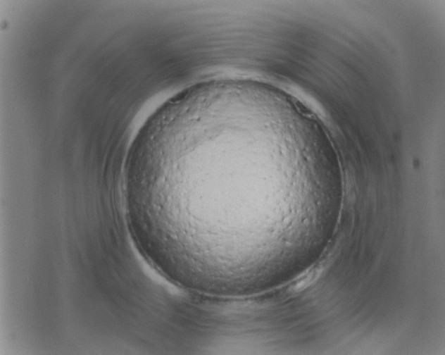 X0000074301247200609081909