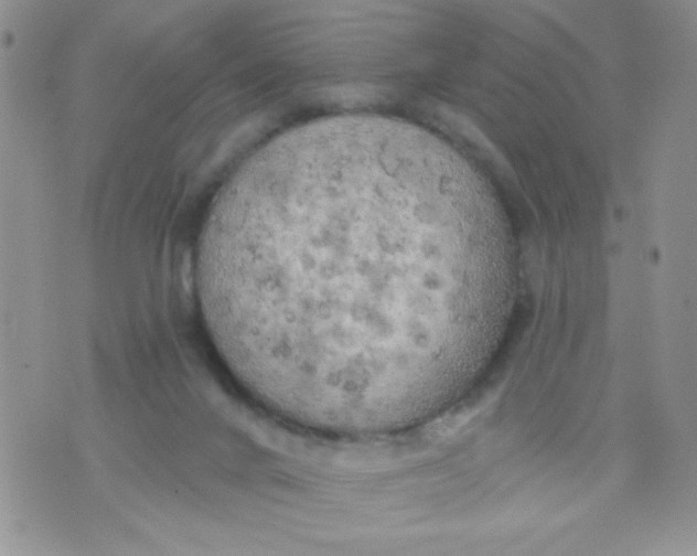 X0000074300024200609151953