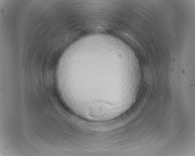 X0000074300030200609151953