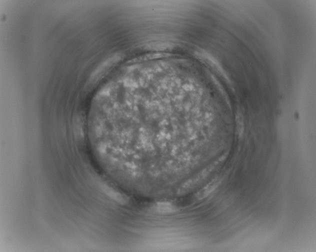 X0000074300114200609151951