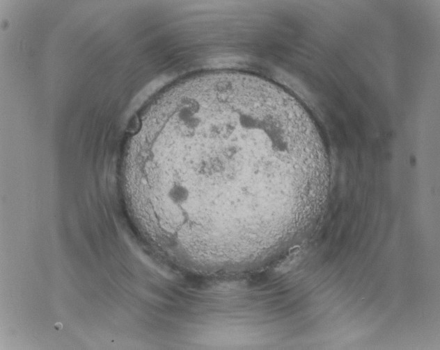 X0000074300155200609151950