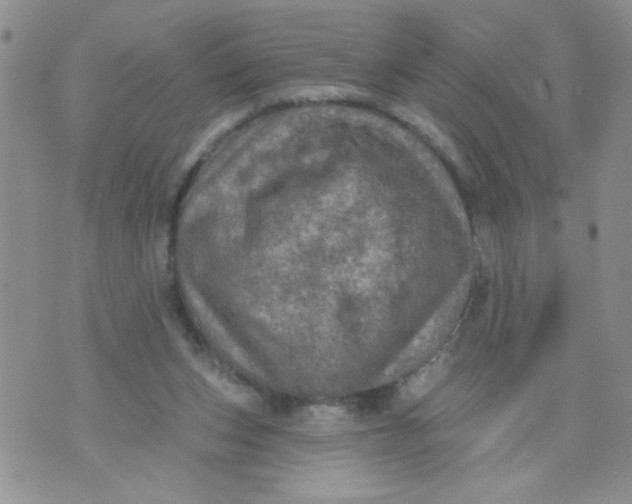 X0000074300159200609151950