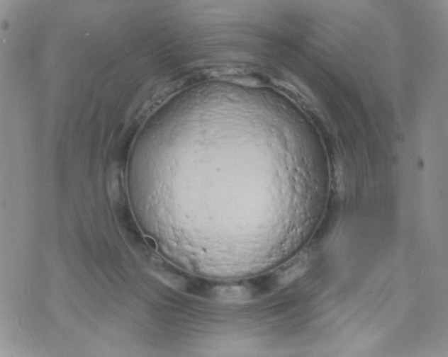 X0000074300169200609151951