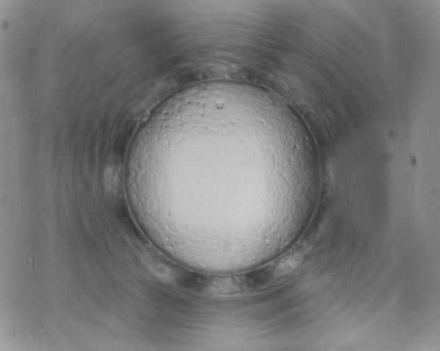 X0000074300177200609151951