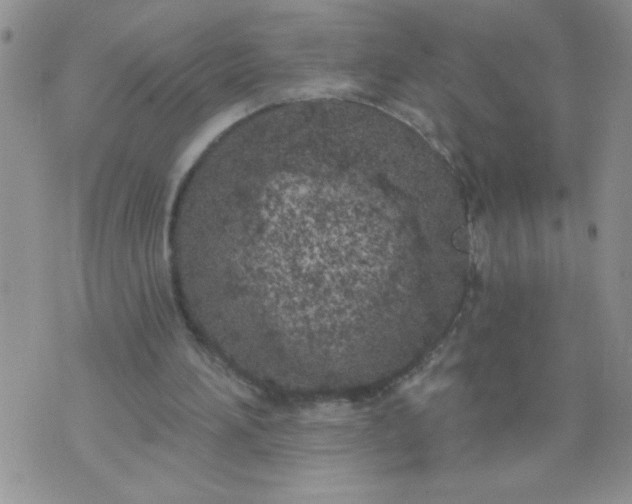 X0000074300196200609151950