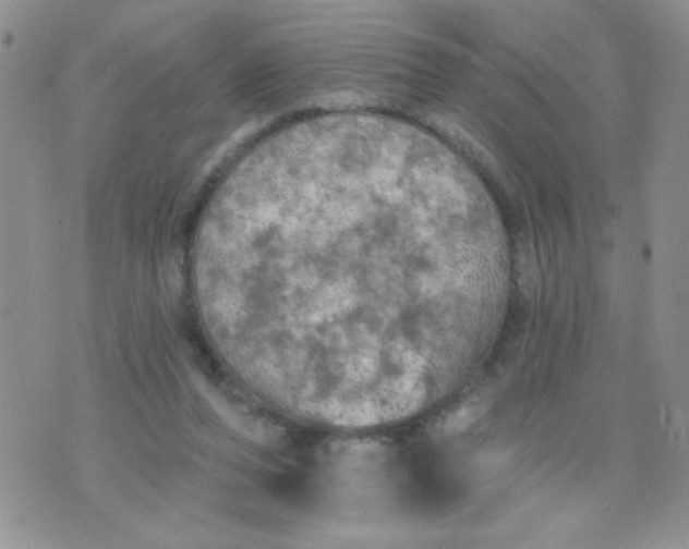 X0000074300208200609151950