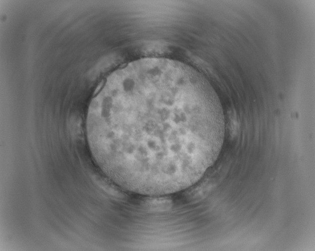 X0000074300619200609151943