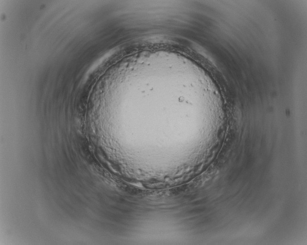 X0000074300823200609151939