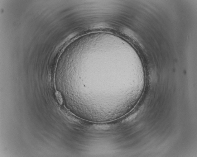 X0000074300825200609151939