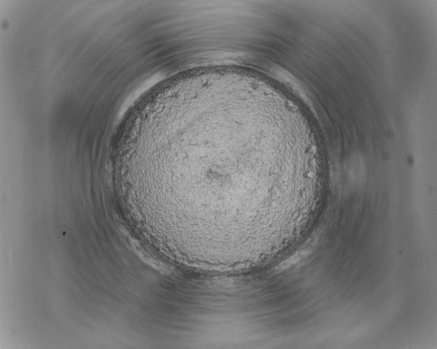 X0000074300827200609151939