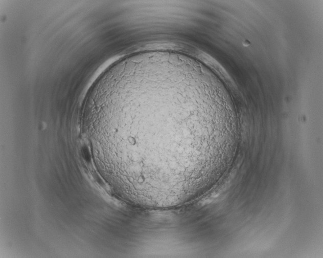 X0000074300852200609151940