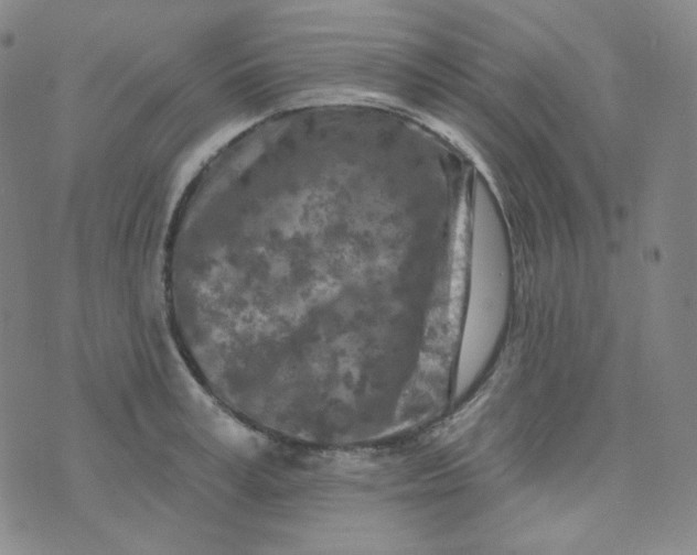 X0000074300995200609151937