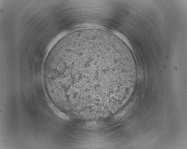 X0000074301098200609151936