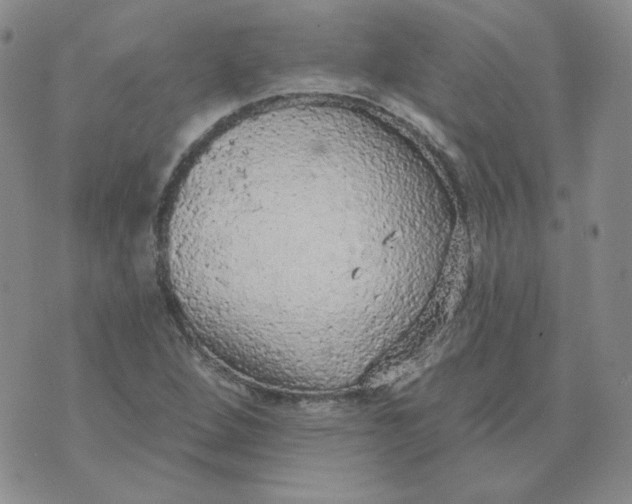 X0000074301264200609151933