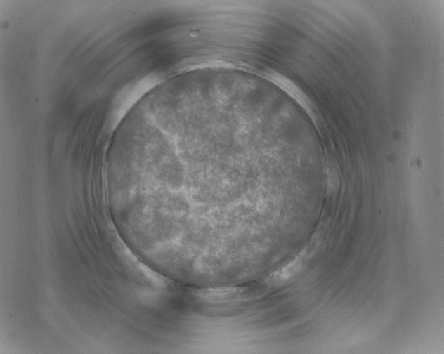 X0000074301290200609151932