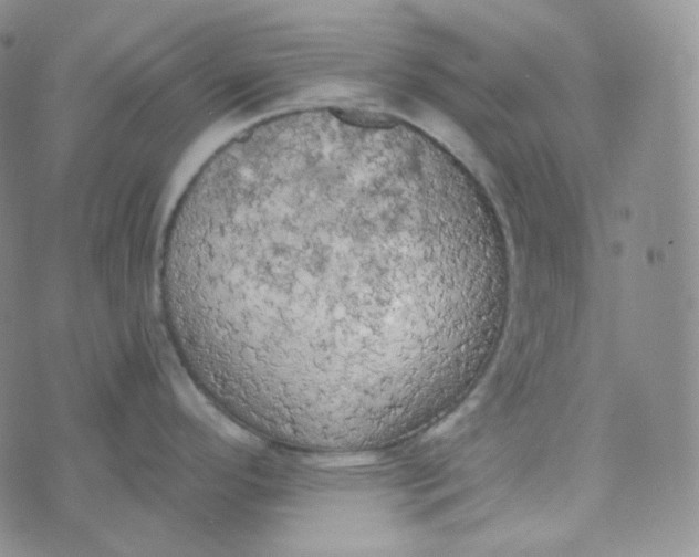 X0000074301296200609151932