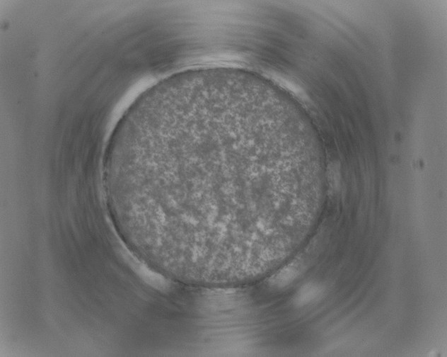 X0000074301470200609151929