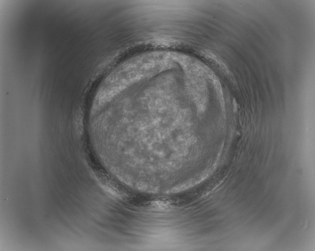 X0000074300496200609222338