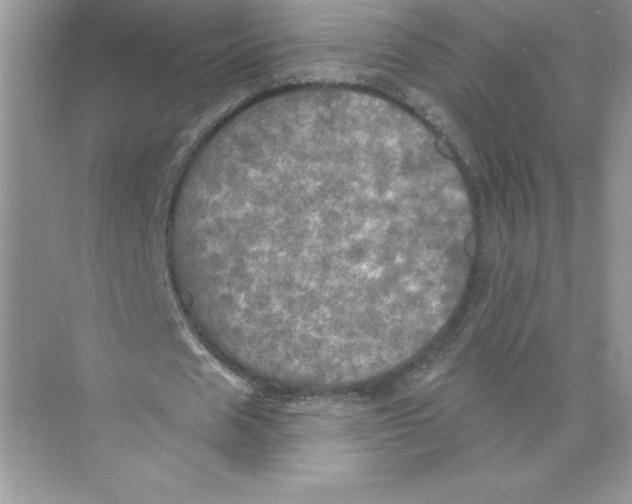 X0000074300625200609222335