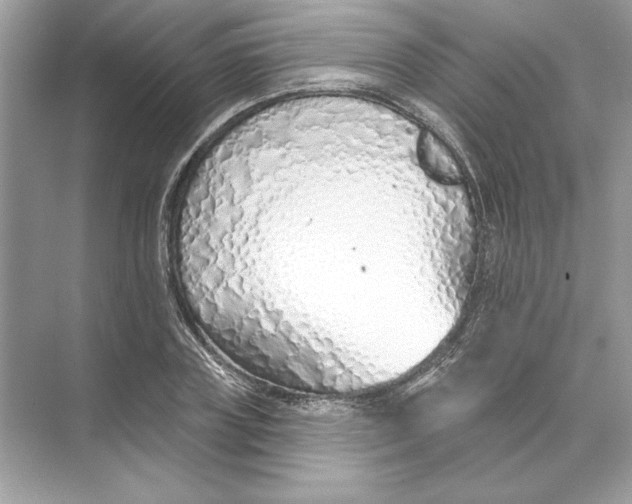 X0000074300835200609222333