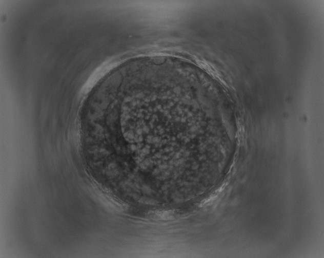 X0000074310295200608251242