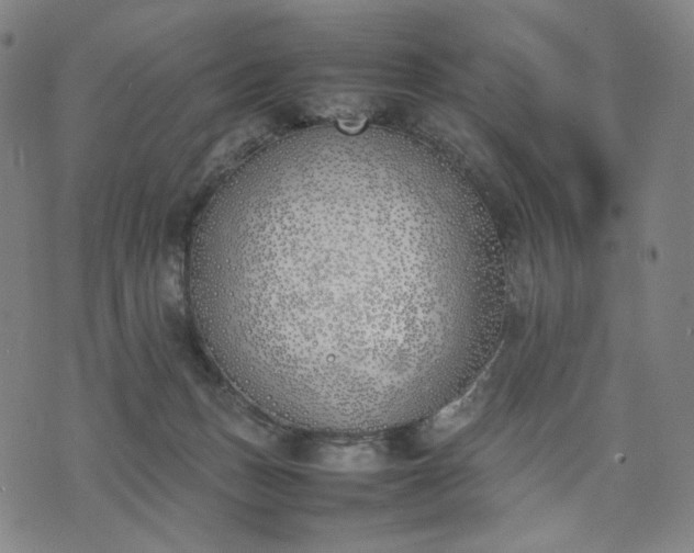 X0000074310175200609011521