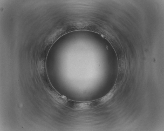 X0000074310184200609011521