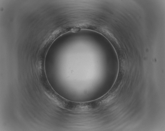 X0000074310260200609011520