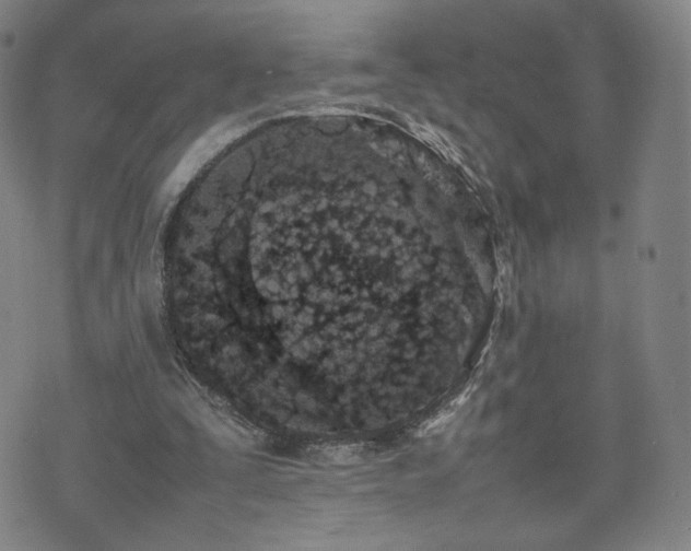 X0000074310295200609011519