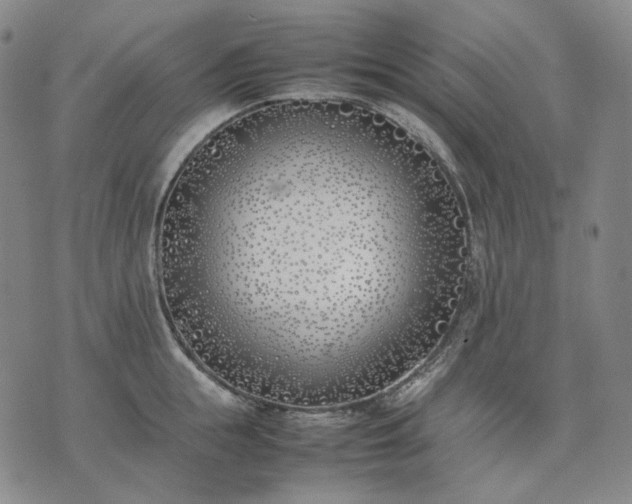 X0000074310855200609011510