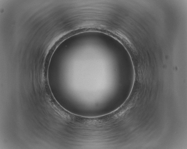 X0000074310880200609011509