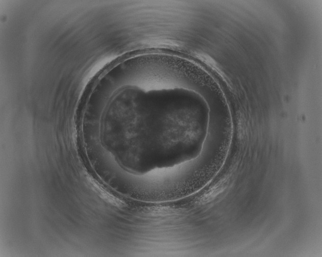 X0000074311024200609011507