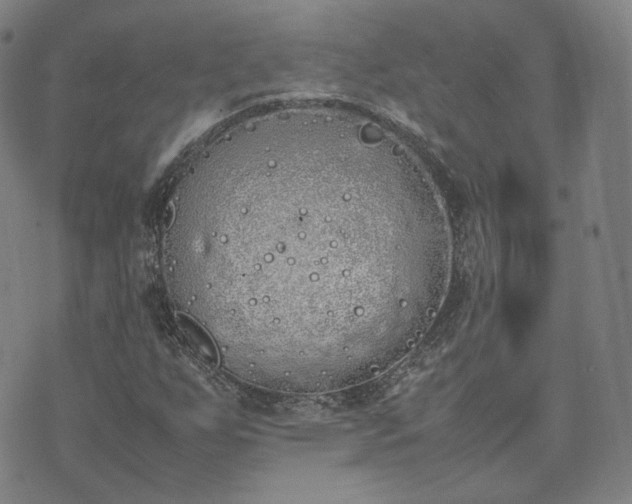 X0000074311255200609011503