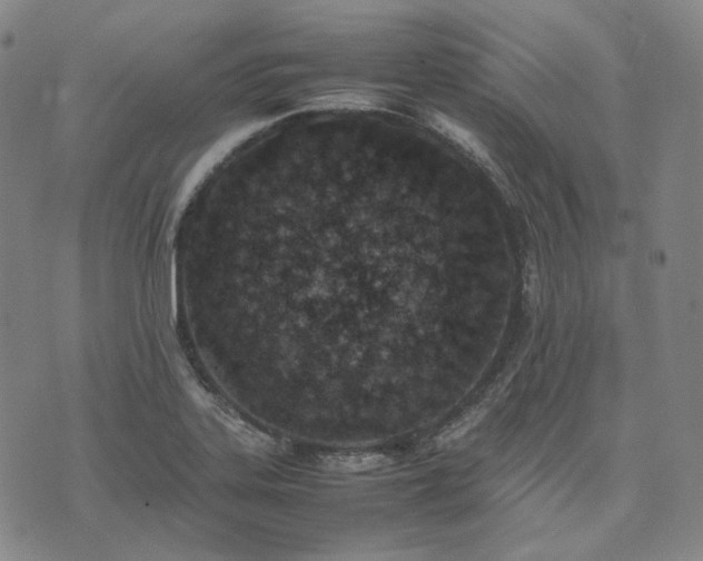 X0000074311323200609011502