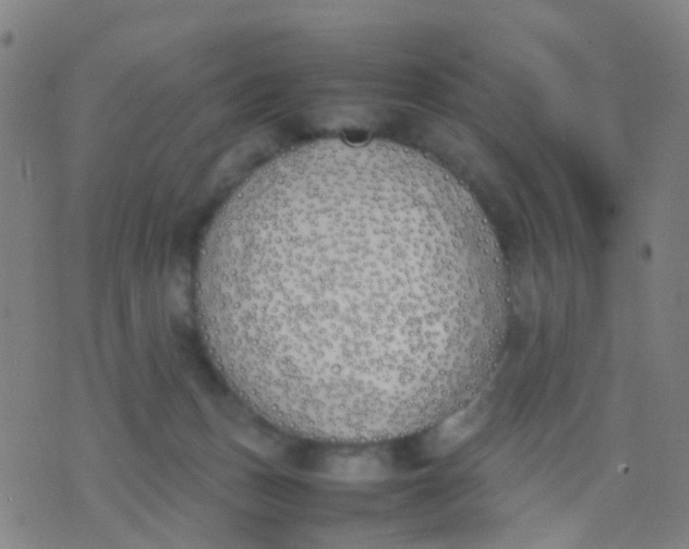 X0000074310175200609081951