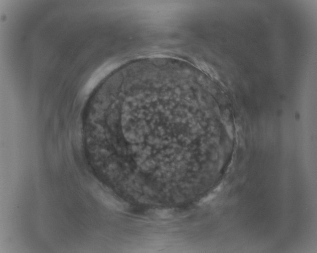 X0000074310295200609081949