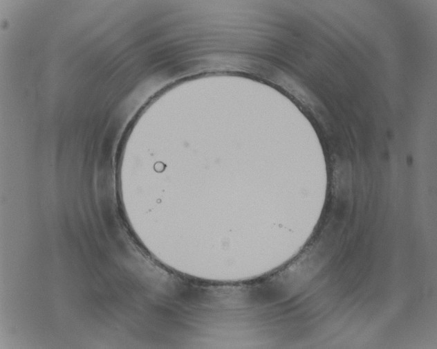 X0000074310836200609081940