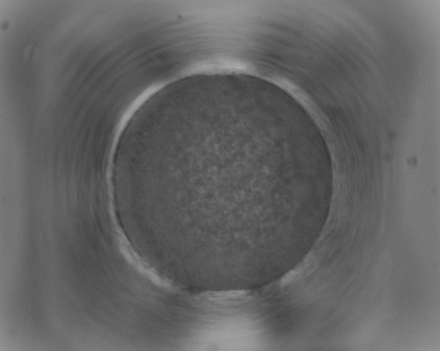 X0000074310864200609081940