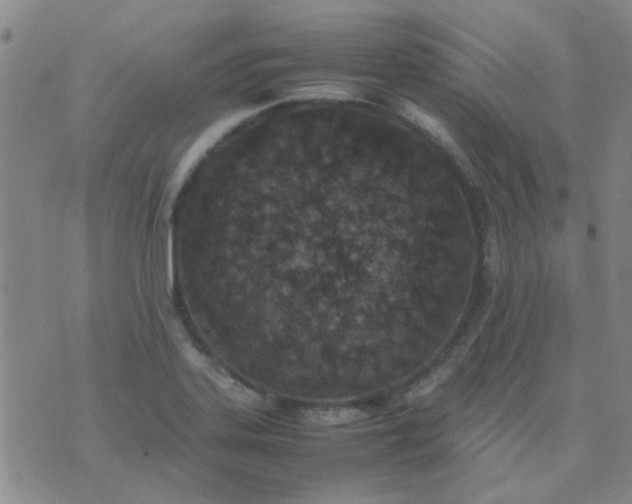 X0000074311323200609081932