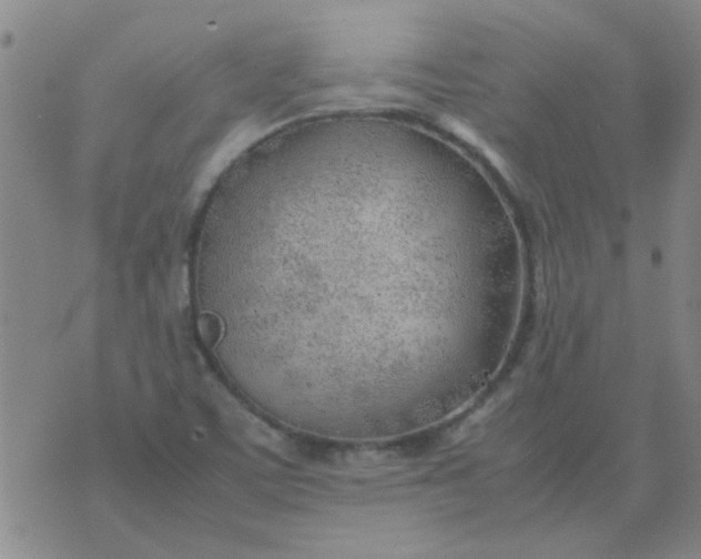 X0000074311459200609081930